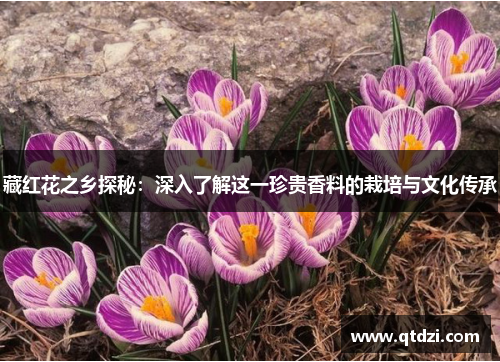 藏红花之乡探秘：深入了解这一珍贵香料的栽培与文化传承